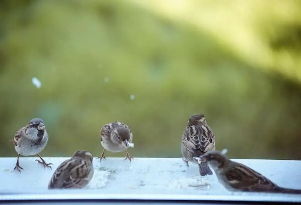 A bunch of sparrows.