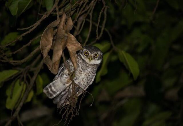 A spotted owlet perched in a tree.