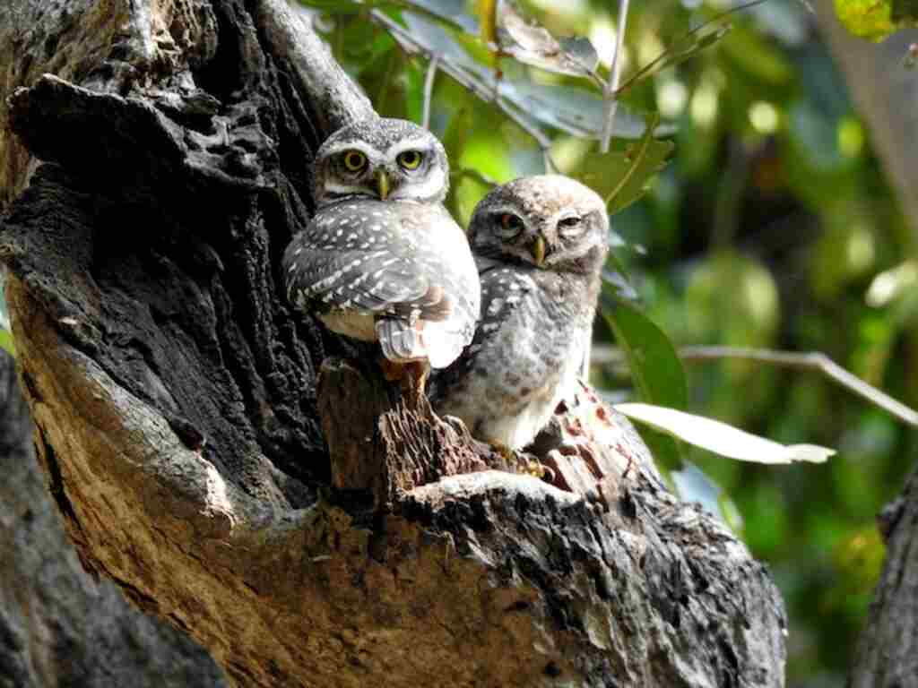 Two spotted owlets in a tree.