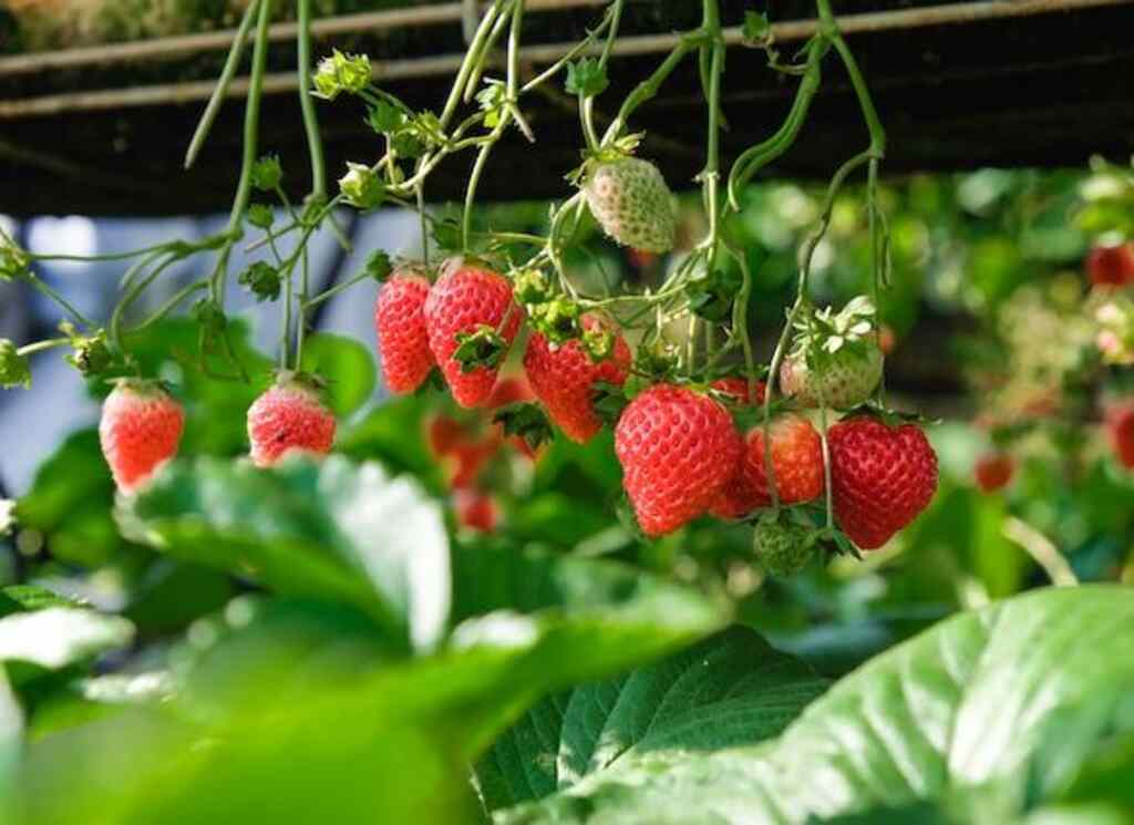 A strawberry patch with strawberries starting to ripen up.