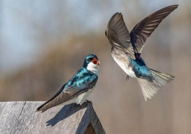 A pair of tree swallows fighting.
