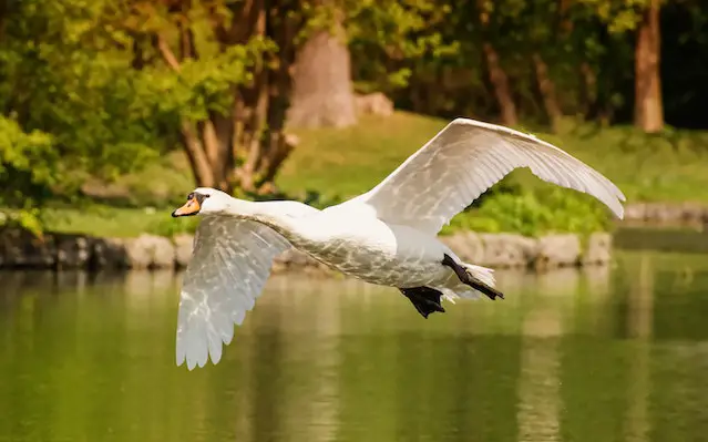 A white swan flying above the water.