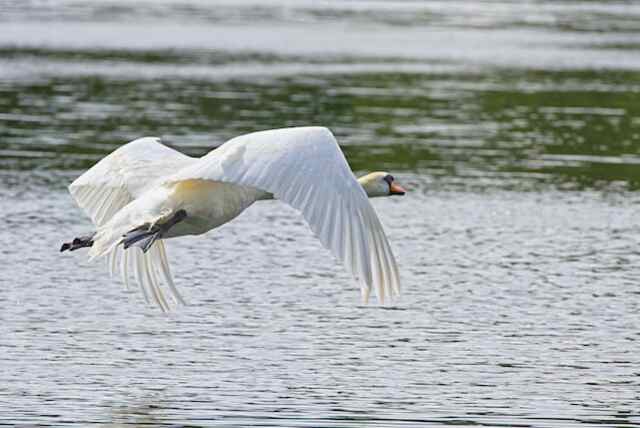 A swan flying over water.