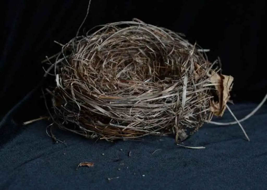 A bird's nest on a table.