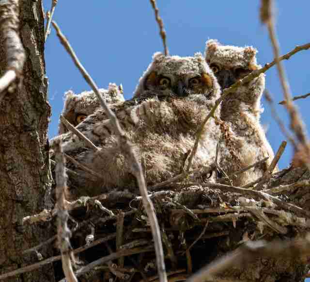 Three Owlets in a nest.