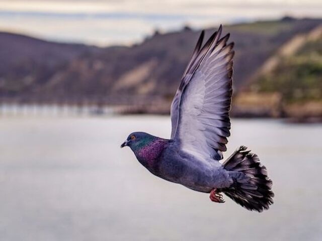 A Rock Pigeon in flight.