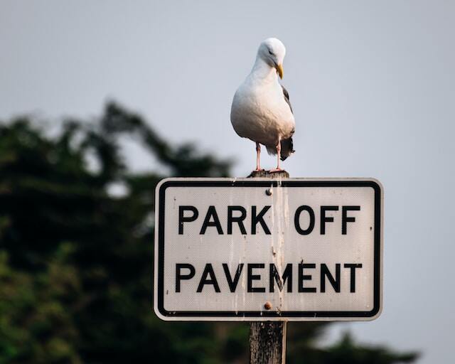 A seagull pooping on a street sign.