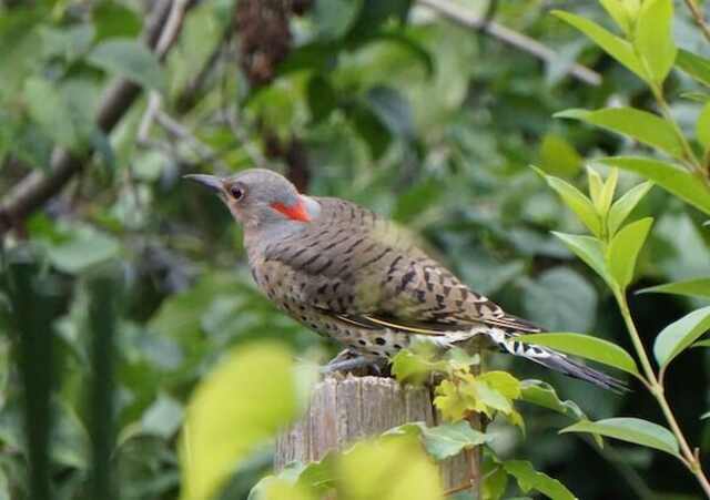 A Northern Flicker on a fence post.