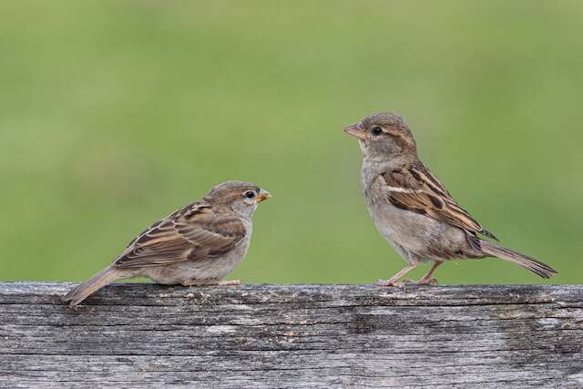 Two sparrows perched on a piece of wood.