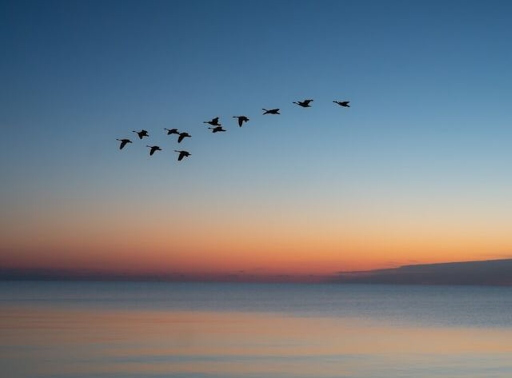 a group of birds migrating