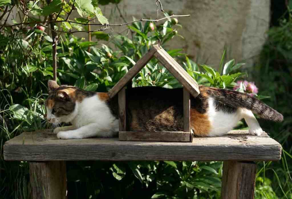 A cat with its whole body through a bird house.
