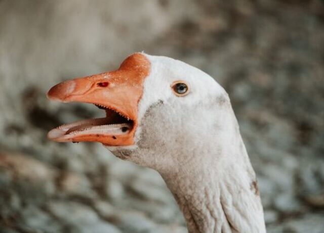 A white goose with its beak open and tomia exposed.