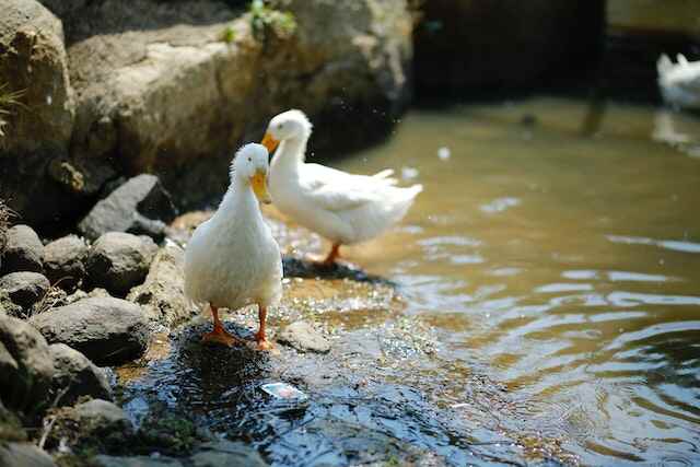 Two white ducks along the shoreline.