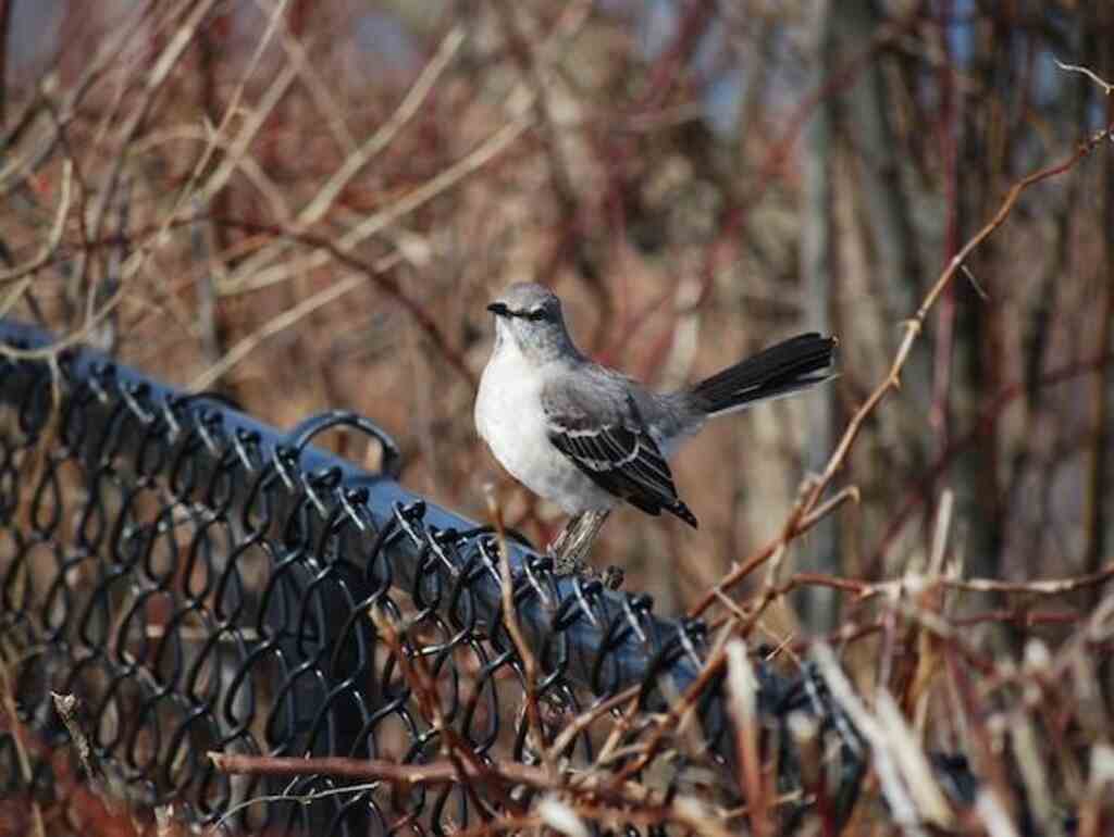 A Northern Mockingbird perched on a fence.