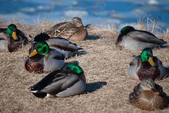 Mallards Sleep with One Eye Open.