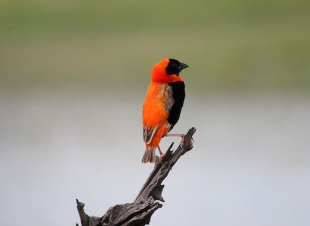 Southern red bishop male (South Africa)


