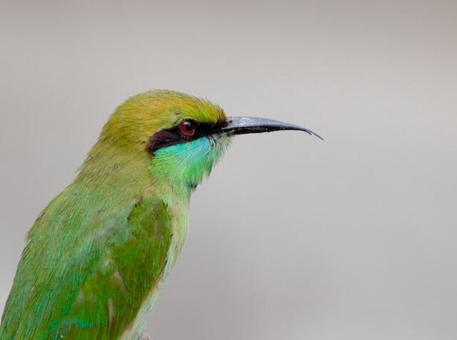 A green bee eater with a long thin black beak.