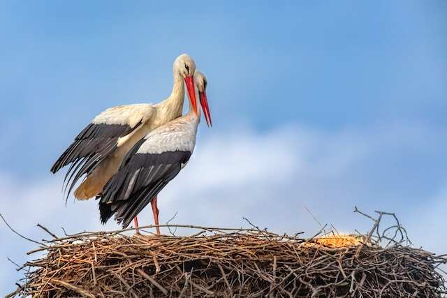 Two White storks (Ciconia ciconia) in their nest.

