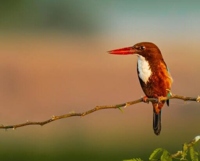 A White-throated Kingfisher perched on a thin branch.