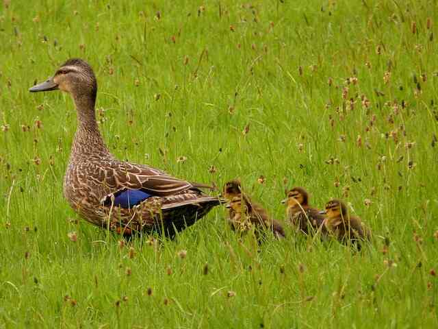 An adult wild duck with its babies.