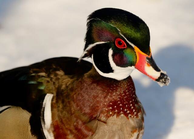 A wood duck having fun in the snow in winter.