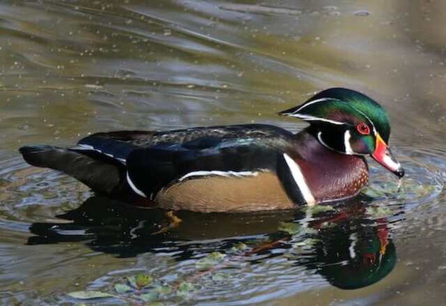 A Wood Duck floating in the water.