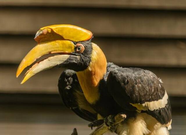 A Yellow Hornbill perched on a perch.