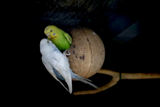 Two Budgerigar kissing each other.