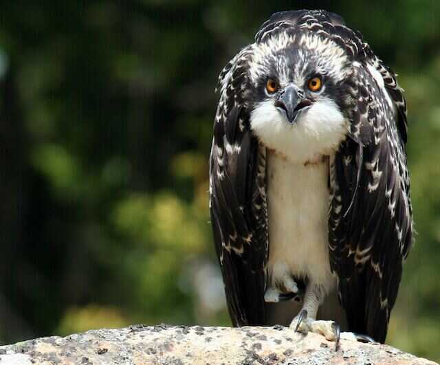 An angry young osprey hissing.