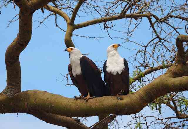 Two African Fish Eagles perched in a tree.