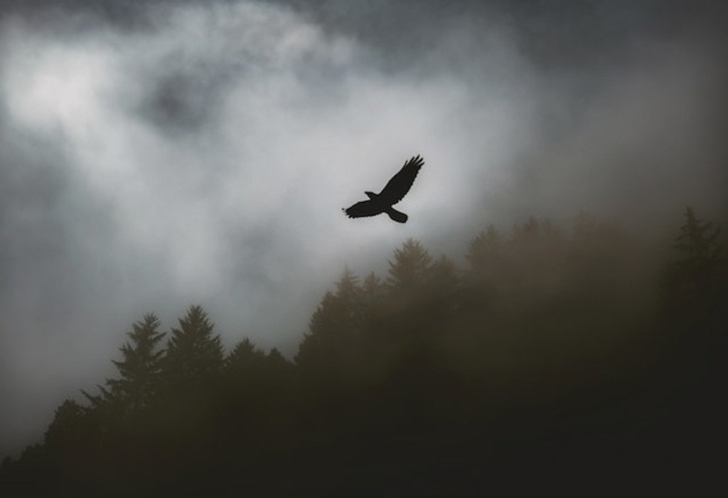 A Black Hawk's silhouette soaring in the sky