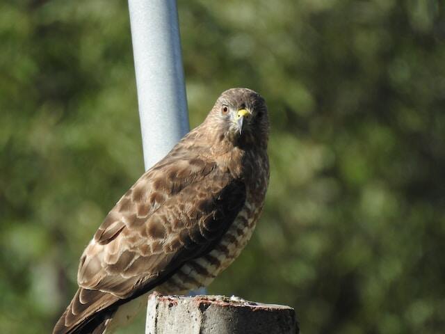 A Broad-Winged Hawk perched on a post.