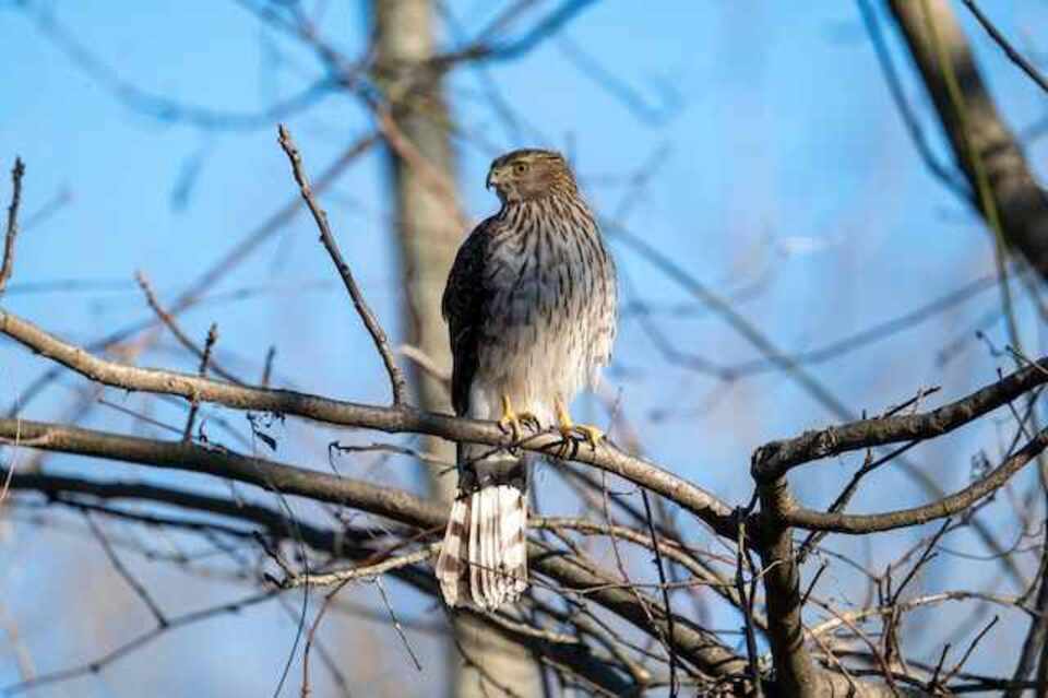 A Hawk perched in a tree.