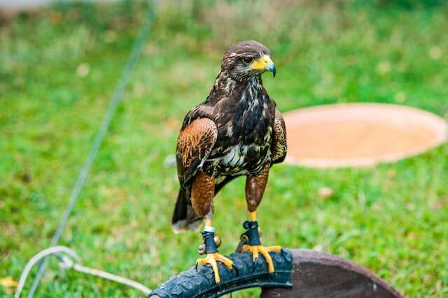 A Harris's Hawk perched on an old tire.