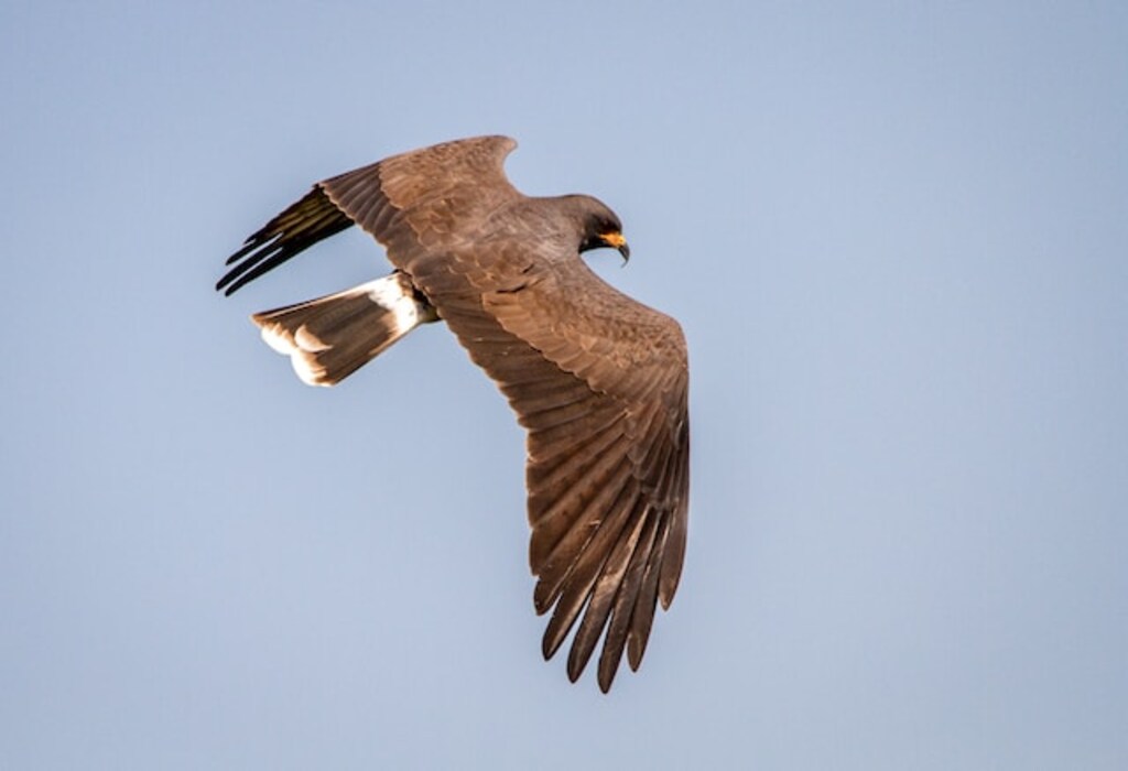 A Northern Harrier soaring.