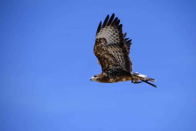 A trained hawk flying through the air.