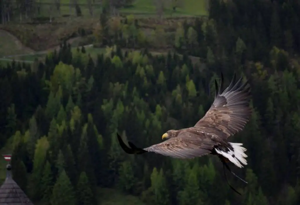 A Bald Eagle hunting.