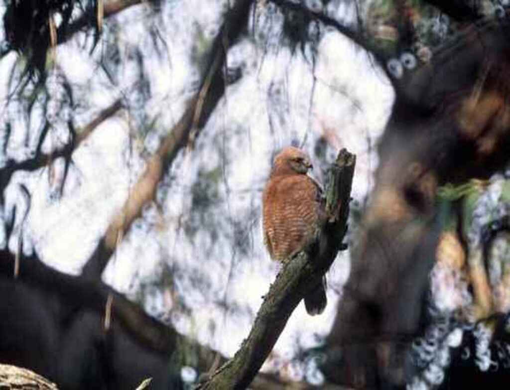 A Red-shouldered hawk perched in a tree, looking for prey.