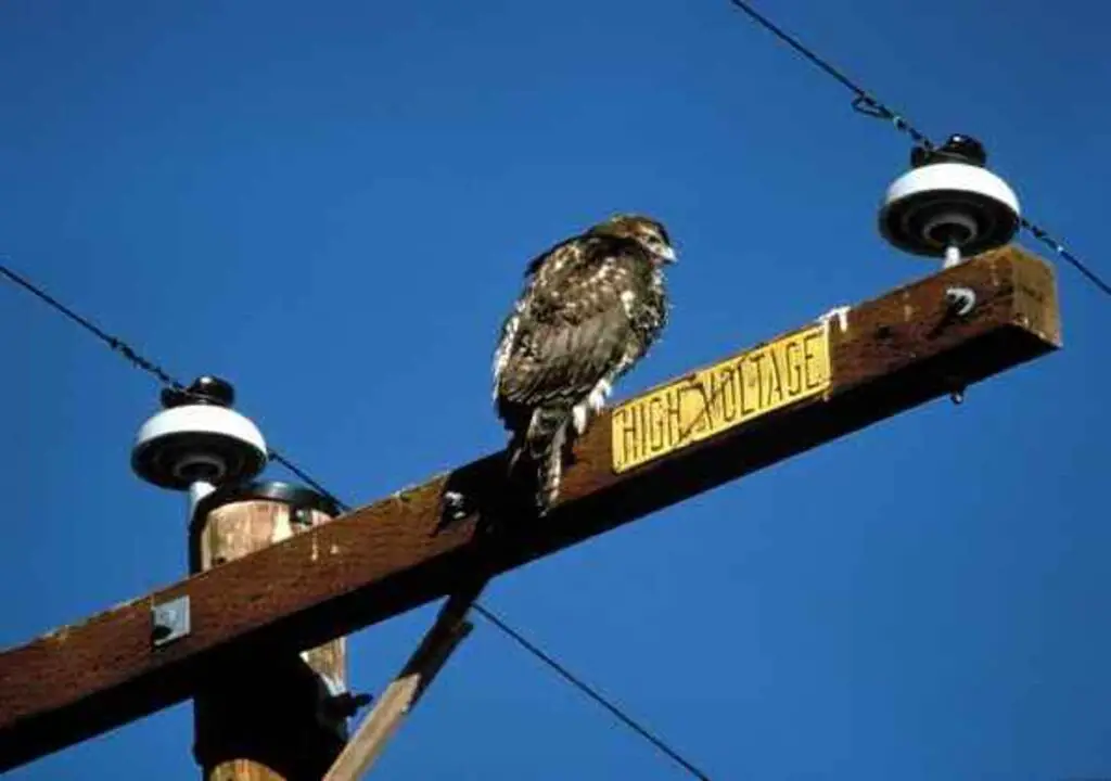 A Rough-legged Hawk perched on a utility pole.
