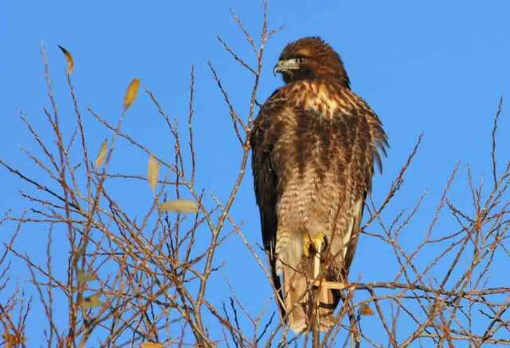A Red-tailed Hawk perched in a tree.