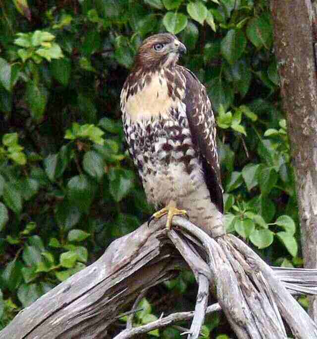 A Red-tailed Hawk perched on a dead tree.