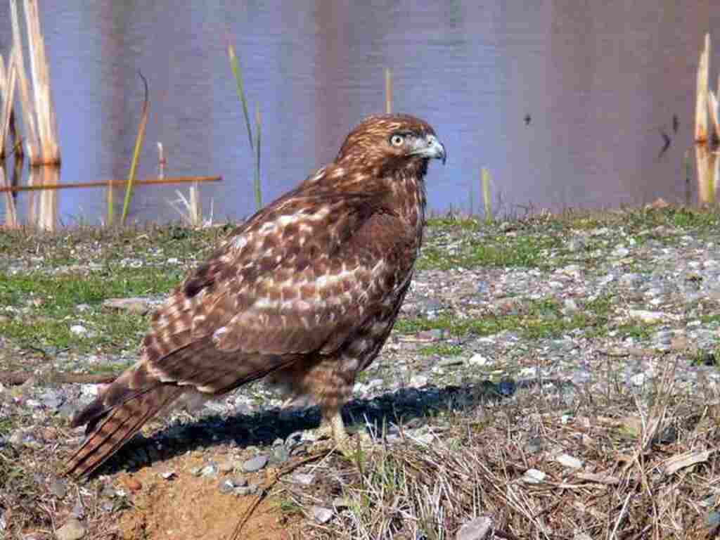 A Red-tailed Hawk on the water shoreline.