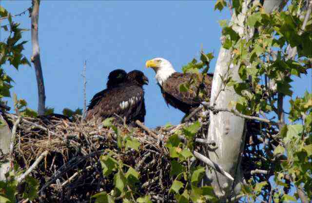 An adult Bald Eagle in its nest with its chicks.
