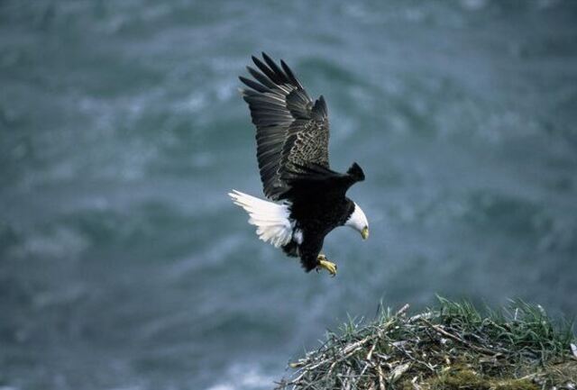 A Bald Eagle flying into its nest.