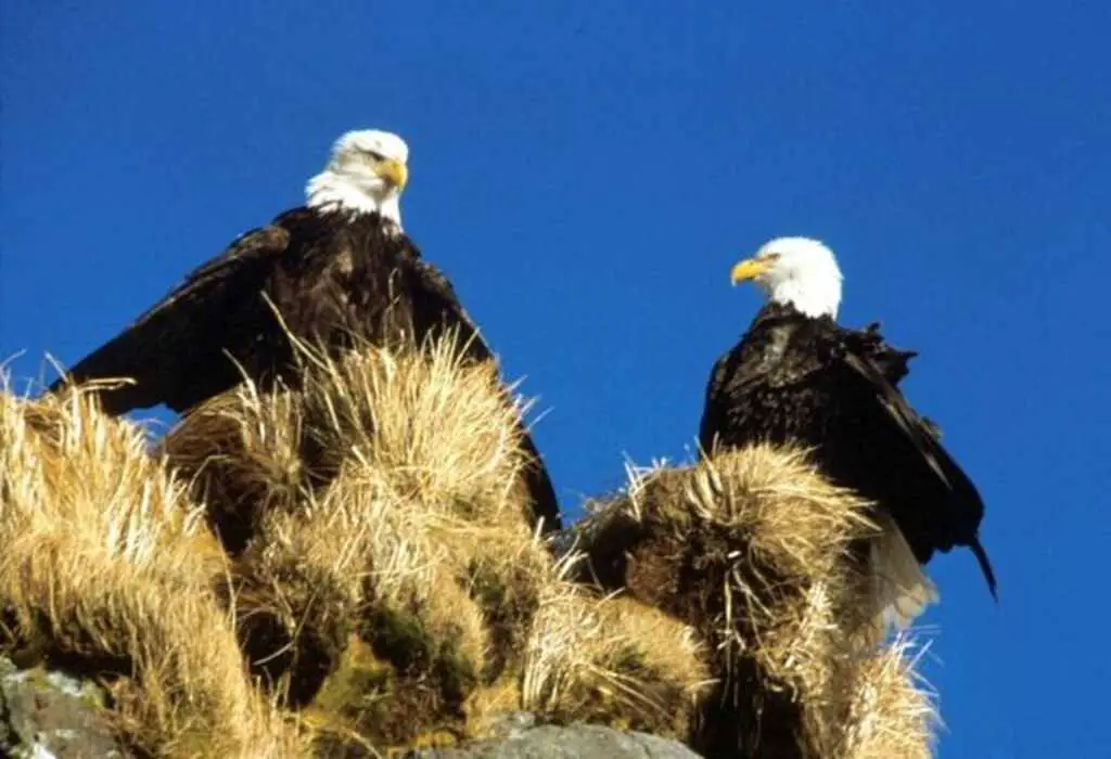 Two Bald eagles in a tree.