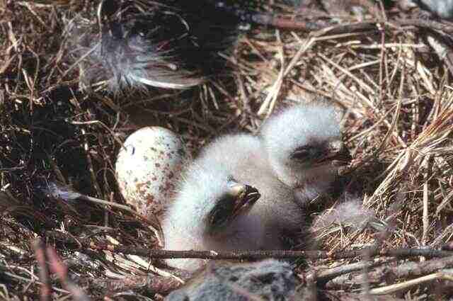 A Rough Legged Hawk nest with Eyasses.