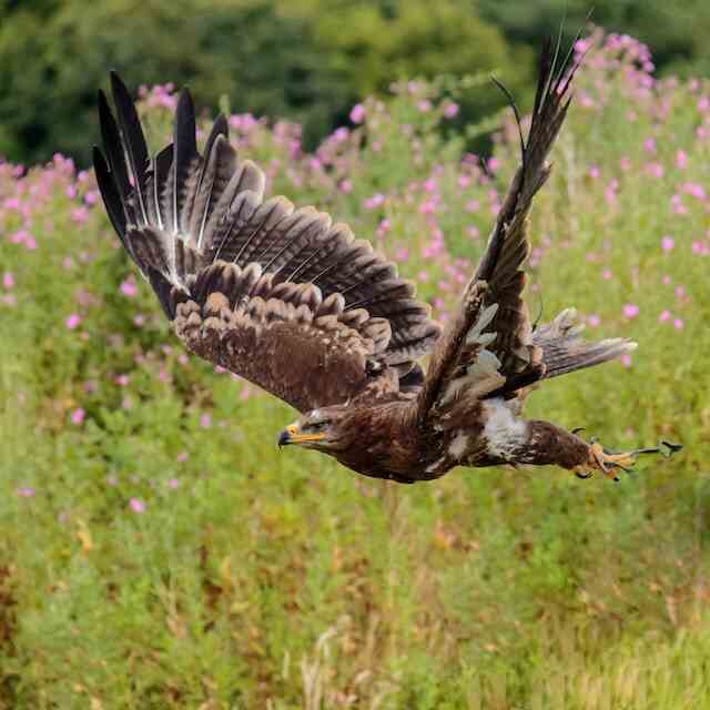 A Steppe Eagle flying through a field.