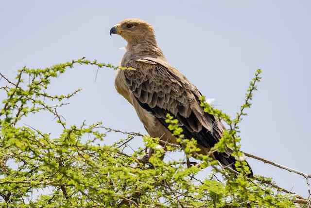 A Tawny Eagle perched on a tree.