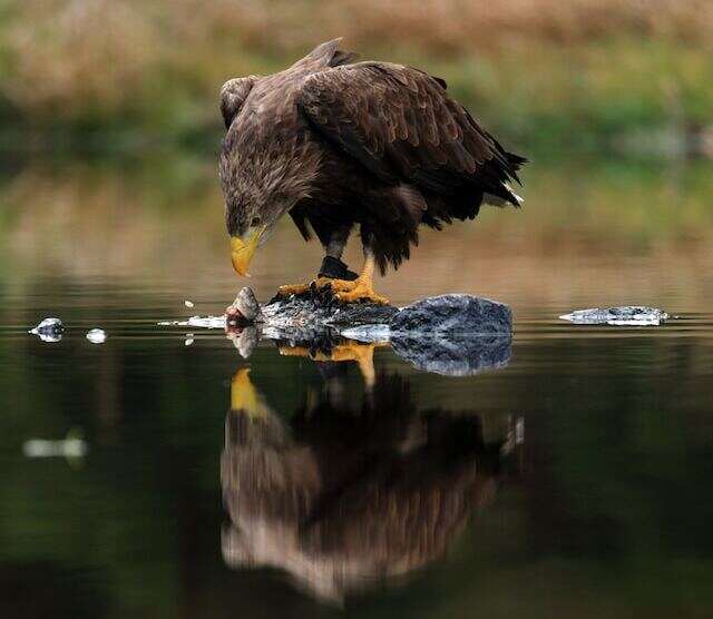 A White-tailed Eagle eating.