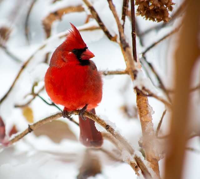 A Northern Cardinal perched in a tree in winter.